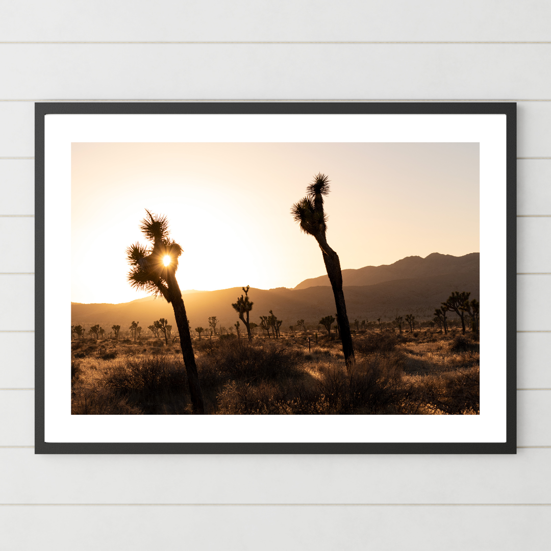 "Desert Halcyon" (Joshua Tree National Park, CA)