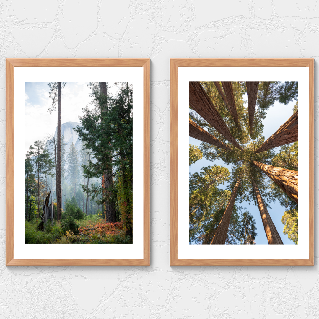 "Canopy Kaleidoscope" (Sequoia National Park, CA)
