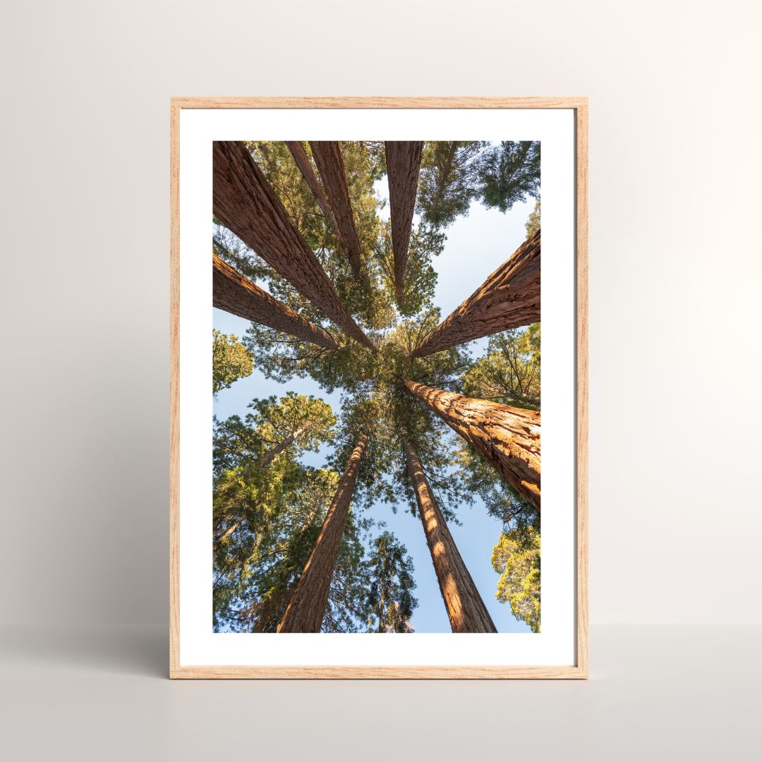 "Canopy Kaleidoscope" (Sequoia National Park, CA)
