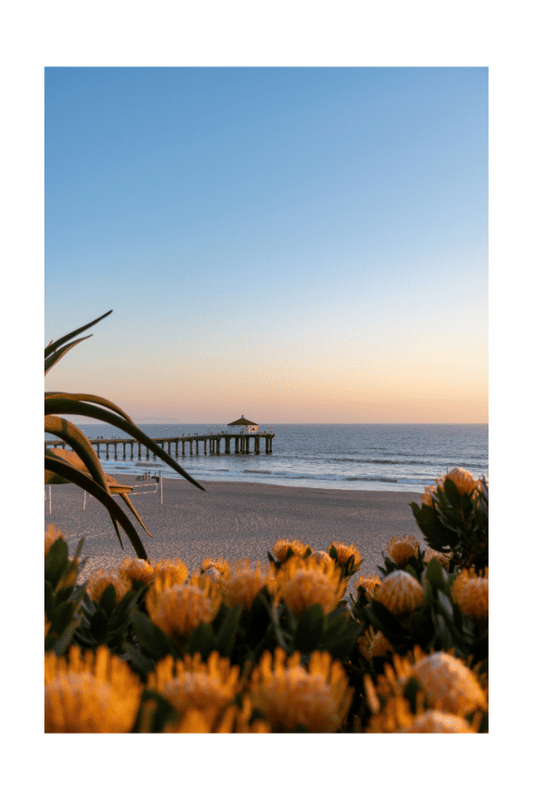 "Beach Blooms" (Manhattan Beach, CA)