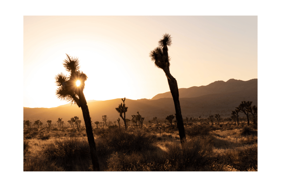 "Desert Halcyon" (Joshua Tree National Park, CA)