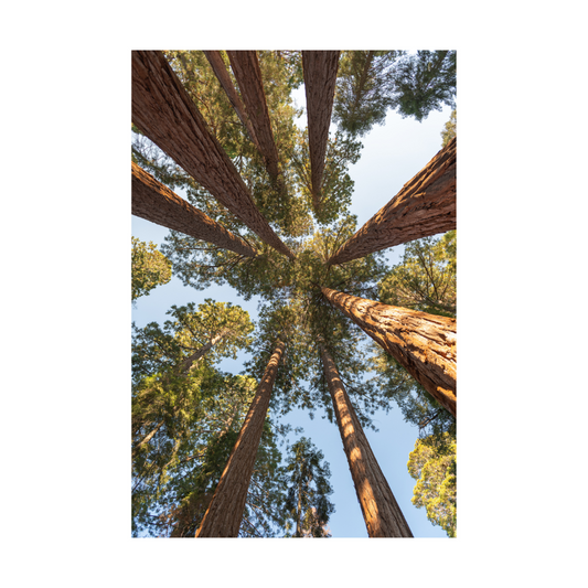 "Canopy Kaleidoscope" (Sequoia National Park, CA)